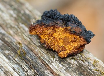 Čaga (Rezavec šikmý, Inonotus obliquus)