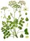 Bedrník obecný (Pimpinella saxifraga)