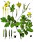 Vlaštovičník větší (Chelidonium majus)