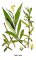 Vrba bílá (Salix alba)