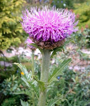 Parcha saflorová neboli maralí kořen (Leuzea carthamoides)