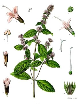 Máta peprná (Mentha piperita) - Osvěžující bylina s mnoha využitími