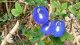 Věda za modrou barvou: Jak fungují antokyany v Clitoria ternatea (Modrý čaj)