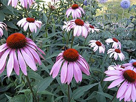 Třapatka (Echinacea)