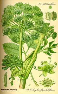 Andělika lékařská (Angelica archangelica)