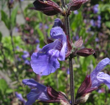 Šalvěj lékařská (Salvia officinalis) - Léčivá bylina s mnoha účinky