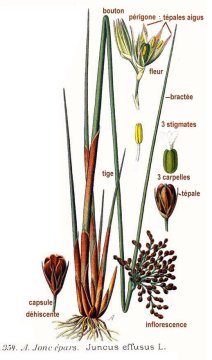 Sítina rozkladitá (Juncus effusus)