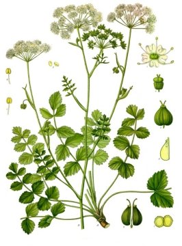 Bedrník obecný (Pimpinella saxifraga)