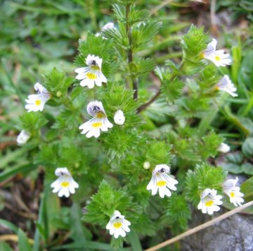 Světlík lékařský (Euphrasia officinalis, též Euphrasia rostkoviana)