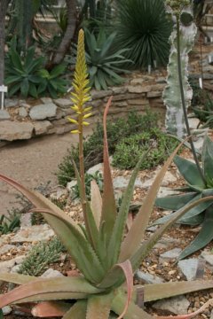 Aloe vera: Čarovná bylina s mnoha léčivými účinky