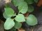Rýmovník citronový (Plectranthus Amboinicus) - přírodní lék nejen na nachlazení