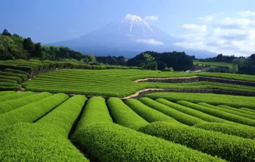 Slavné japonské čaje z Kakegawy