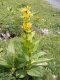 Hořec žlutý  (Gentiana lutea): Vynikající bylina s hojivými účinky