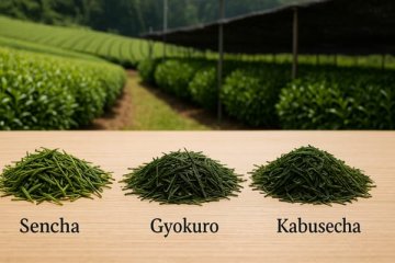 Sencha, Gyokuro a Kabusecha: rozdíly japonských čajů