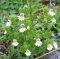 Světlík lékařský (Euphrasia officinalis, též Euphrasia rostkoviana)