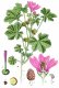 Sléz lesní (Malva sylvestris): Starodávná bylina s léčivými účinky