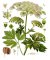 Ženšen pravý (Panax ginseng, syn. Panax schinseng)
