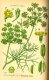 Fenykl obecný (Foeniculum vulgare): Aromatická bylina s léčivými a kulinářskými vlastnostmi