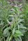 Užanka lékařská (Cynoglossum officinale)