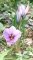 Šafrán setý (Crocus sativus)