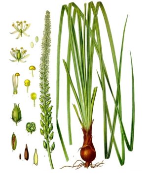 Sabadila lékařská (Schoenocaulon officinale)