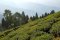 Darjeeling First Flush – šampaňské mezi čaji