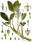 Vachta trojlistá (Menyanthes trifoliata)
