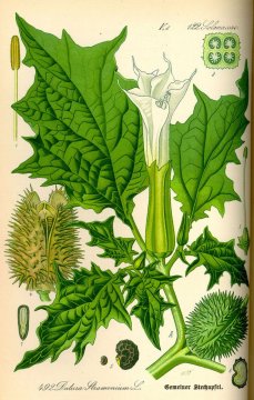 Durman obecný (Datura stramonium) - užití, vedlejší účinky, pěstování