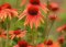 Echinacea čaj a jeho účinky