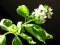 Bazalka pravá (Ocimum basilicum)