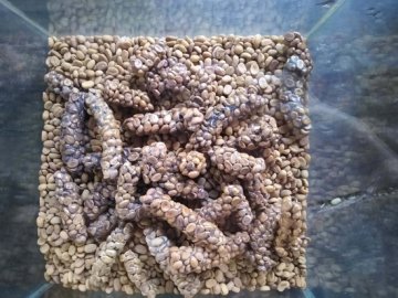 Kopi Luwak - cibetková káva