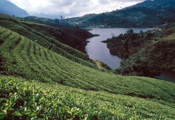 Ortodoxní čaje ze Srí Lanky: Rozdíly mezi Uva, Nuwara Eliya a Dimbula