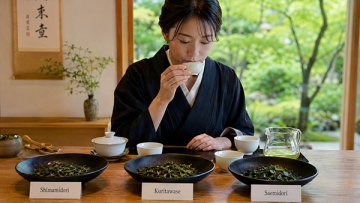 Shimamidori, Kuritawase a Saemidori: srovnání japonských čajových kultivarů