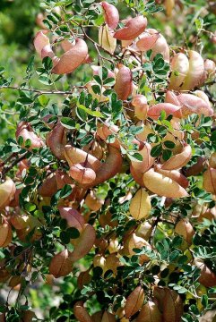 Žanovec měchýřník (Colutea arborescens)