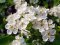 Hloh obecný (Crataegus laevigata)
