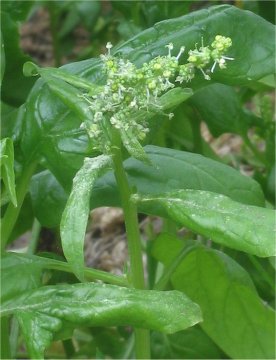 Špenát setý (Spinacia oleracea)