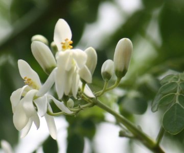 Moringa a její účinky