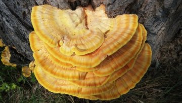Lesklokorka lesklá (Reishi) - popis a účinky na zdraví