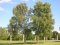 Bříza bělokorá (Betula pendula)