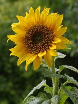 Slunečnice roční (Helianthus annuus)