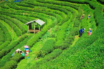 Čajové velmoci a jejich slavné čaje (Indie, Čína, Cejlon, Japonsko, Nepál)