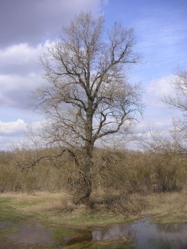 Topol černý (Populus nigra)