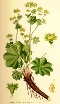 Kontryhel obecný (Alchemilla vulgaris)