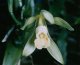 Vanilovník plocholistý (Vanilla planifolia)