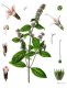 Máta peprná (Mentha piperita) - Osvěžující bylina s mnoha využitími