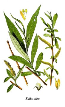 Vrba bílá (Salix alba)