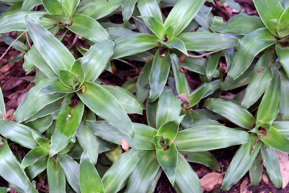 Kalisie voňavá (Callisia fragrans)